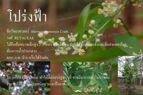 ขายโปร่งฟ้า